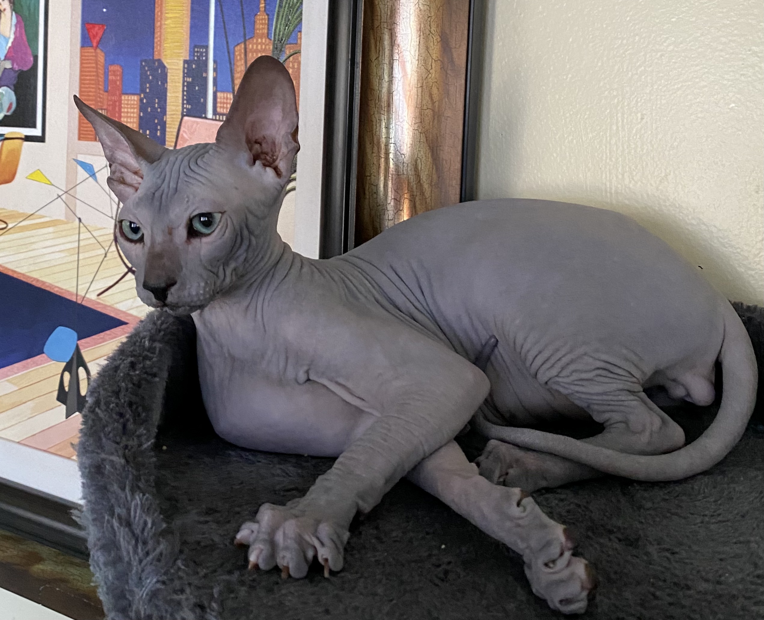 Peterbald 2024 hairless cat